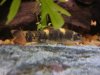 Loach Colony3.JPG