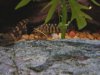 Loach Colony4.JPG