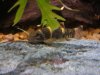 Loach Colony6.JPG