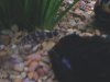 Loach Colony12.JPG