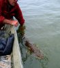 musky4_430.jpg musky4_430.jpg