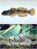 mysteryfish.jpg