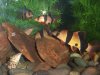 Loaches.jpg