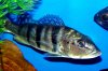Green peacockbass.jpg