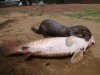 Buddy-Go-w-Arapaima-catch-crop.jpg