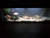 new fish today 108.jpg