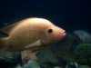 new fish today 060.jpg