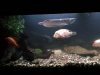 new fish today 106.jpg