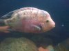 new fish today 058.jpg