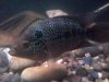 new fish today 064.jpg