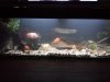 new fish today 077.jpg