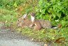 pcnr-stoat-291008-am.jpg