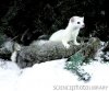 Z9220064-Short-tailed_Weasel-SPL.jpg