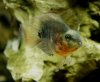 2011-12-4 tiger parrot 2.JPG