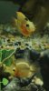 2011-12-15 tiger parrot.jpg