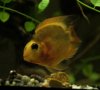 2011-12-24 yellow parrot.JPG