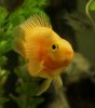 2011-12-24 orange parrot 1.JPG