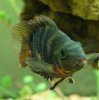 2012-1-4 parrot 2.JPG