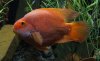 2011-8-13 parrot 1.jpg