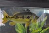 Cichla 2012 045.JPG