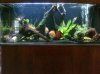 Tank 2.jpg