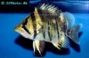siamese-tiger-datnoid-4.jpg