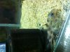 Synodontis2.JPG