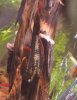 pleco.jpg pleco.jpg