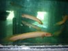 albino bichirs.JPG