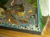 00000 Tiger before 180gal in 55gal.jpg