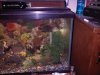 654 29gallon.jpg