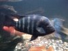 new fish today 102.jpg