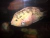 new fish today 094.jpg