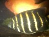 new fish today 098.jpg