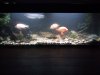 new fish today 075.jpg