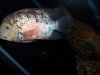 fishy 638.JPG fishy 638.JPG