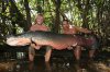 arapaima_fish1_Most_Diabolical_Fish_On_Earth-s400x267-100180-580.jpg
