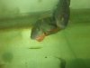 firemouth 4.JPG
