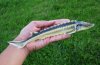 russian-sturgeon-1.jpg
