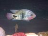 fish10 163.jpg