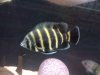 fish10 157.jpg