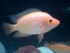 fish10 151.jpg