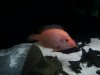 fish10 145.jpg