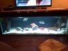 fish10 160.jpg