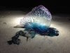jelly.jpg