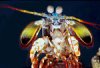 o_scyllarus1sm.jpg