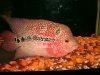 nice pearl 8inch female.jpg nice pearl 8inch female.jpg