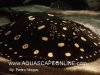fwf_Stingray%20Leopoldi%20lrg.jpg