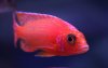 firefish.jpg