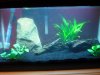 planted aquarium.JPG